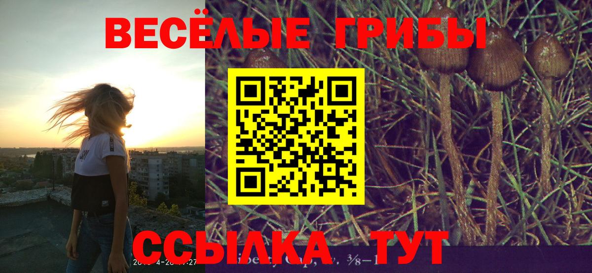 Галлюциногенные грибы Psilocybe Лесосибирск